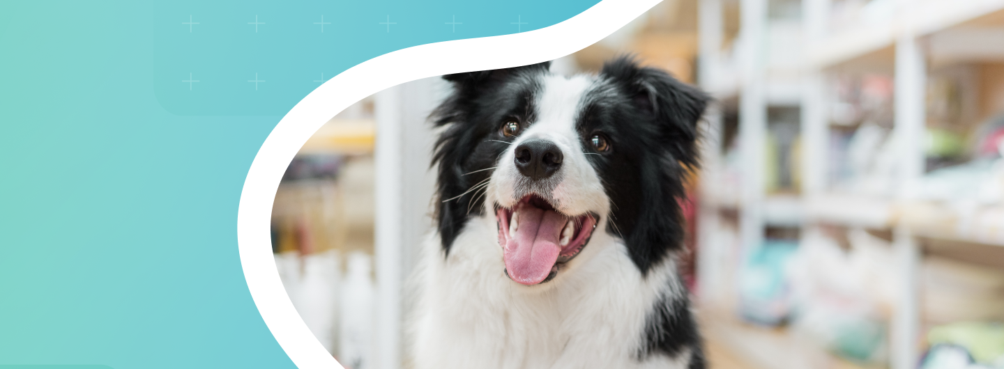 How To Motivate Pet Store Employees While Increasing Performance